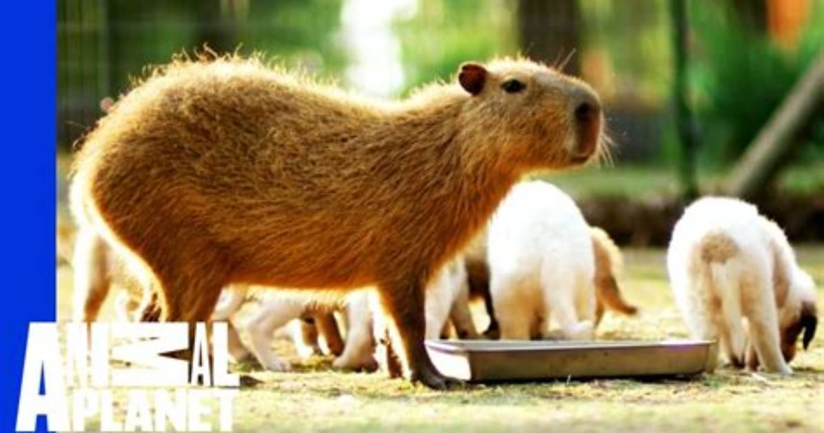 Cheesecake the Capybara Fosters Puppies