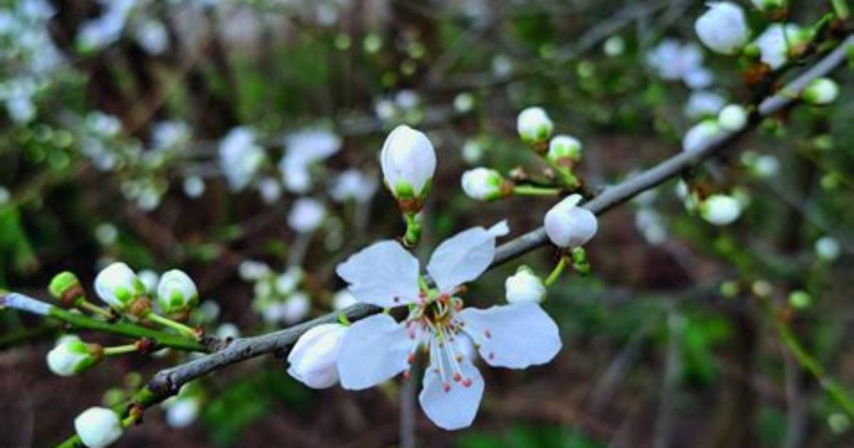 Cherry Plum Helps to Stay in Control and Let Go Things Easily