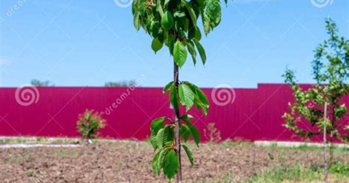Cherry Tree Sapling