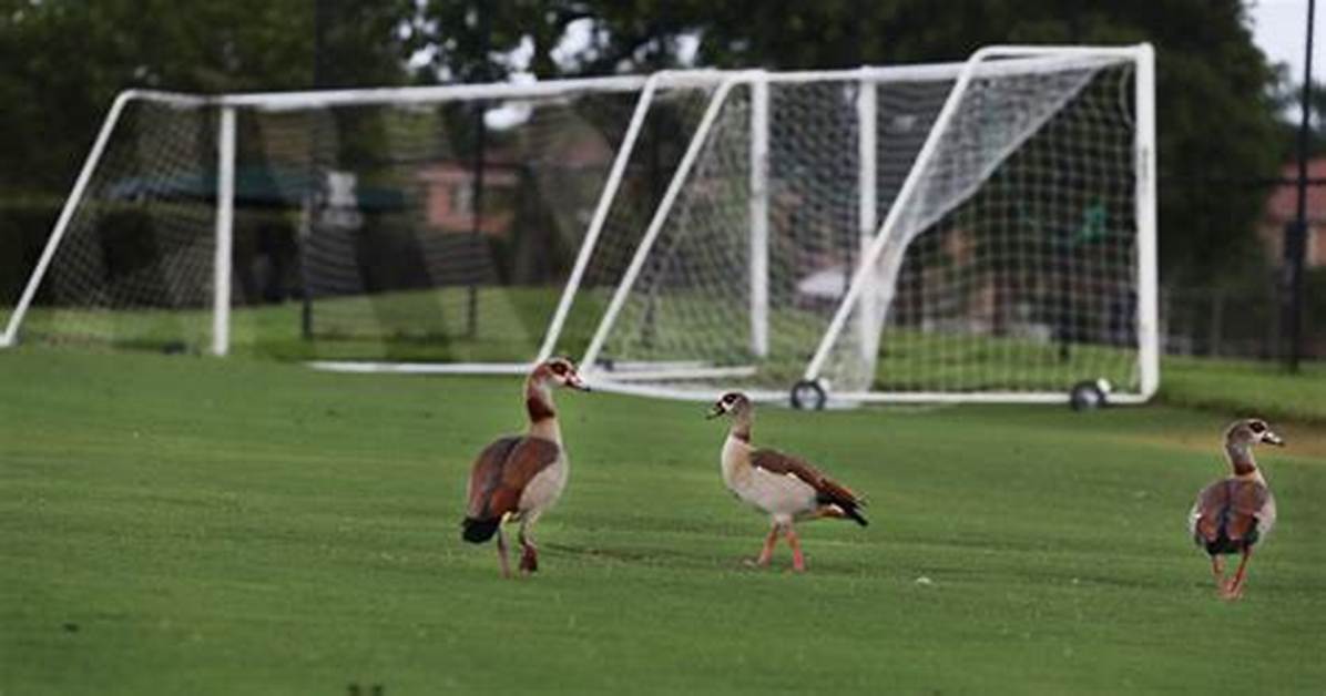 City Wants Geese Gone for Simple Crime: Pooping in the Park