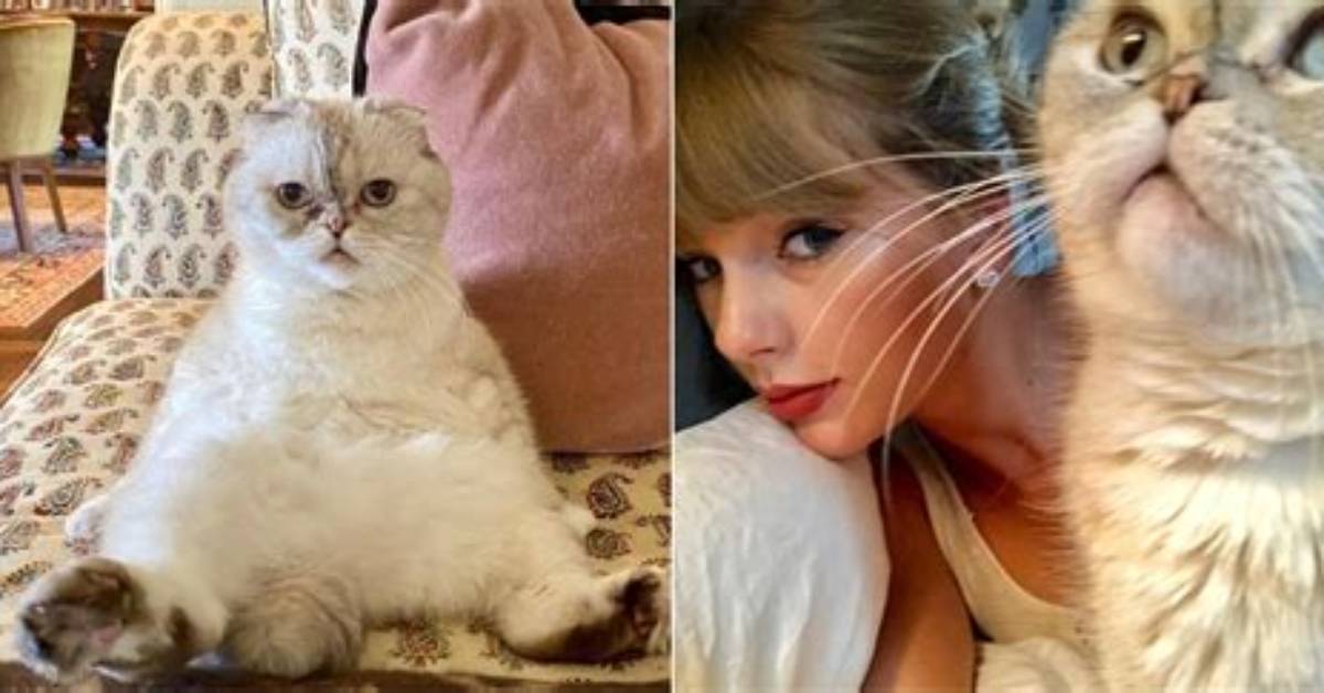 Cloud the Cat Net Worth