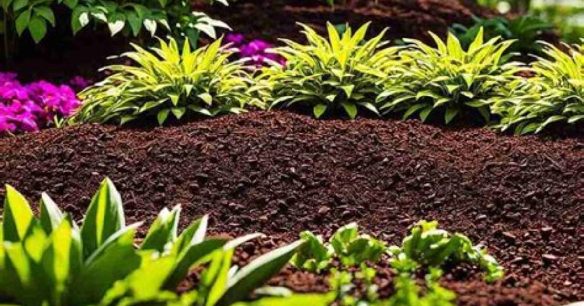 Cocoa Shell Mulch Benefits