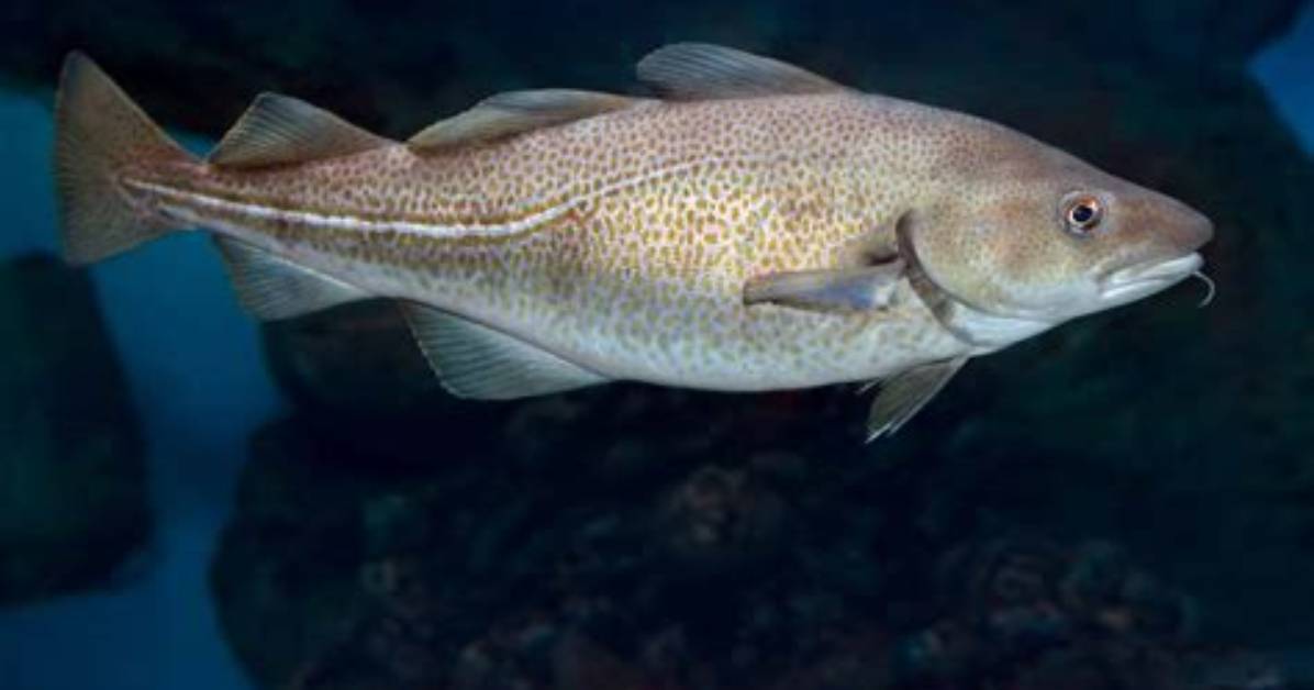 Codfish