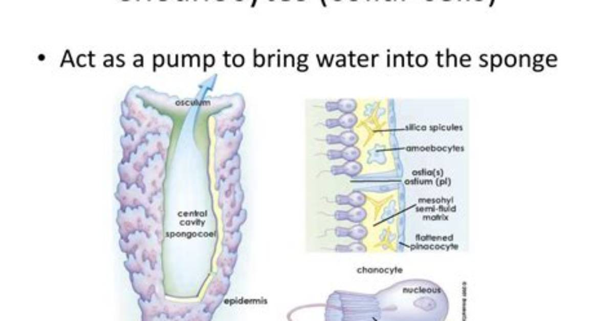 Collar Cells Function
