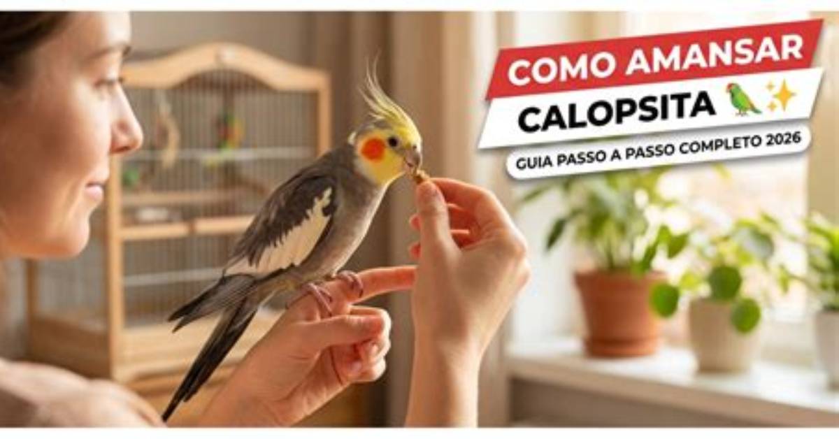 Como Amansar Calopsita - How to Discuss