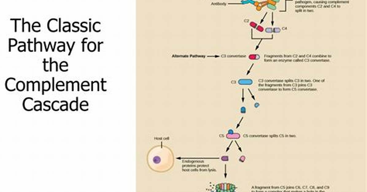 Complement Cascade - How to Discuss