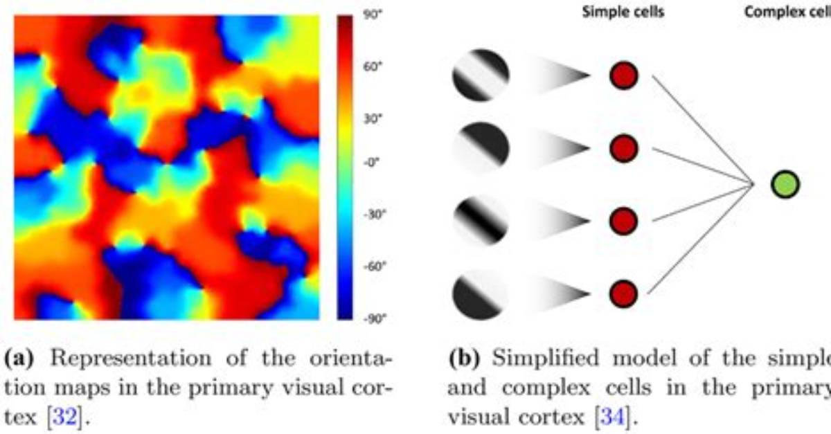 Complex Cells in the Visual Cortex Respond To