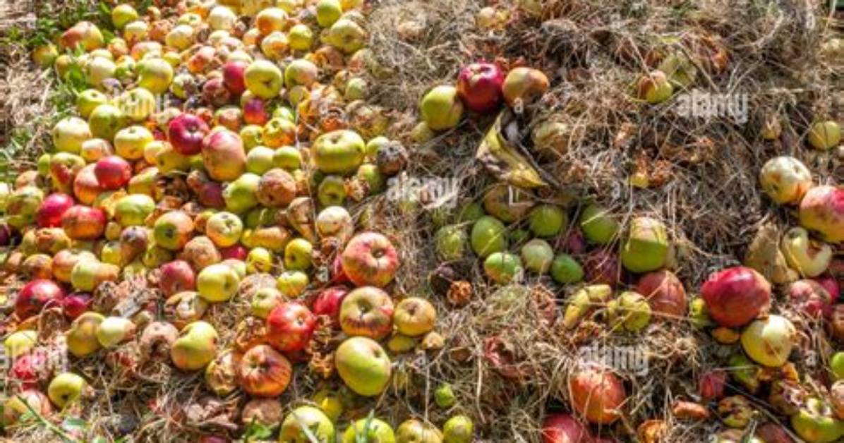 Composting Apples