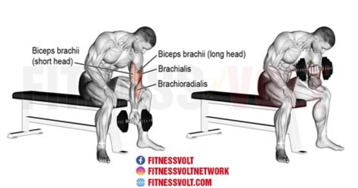 Concentration Curl Exercise | Dumbbell Form & Mistakes