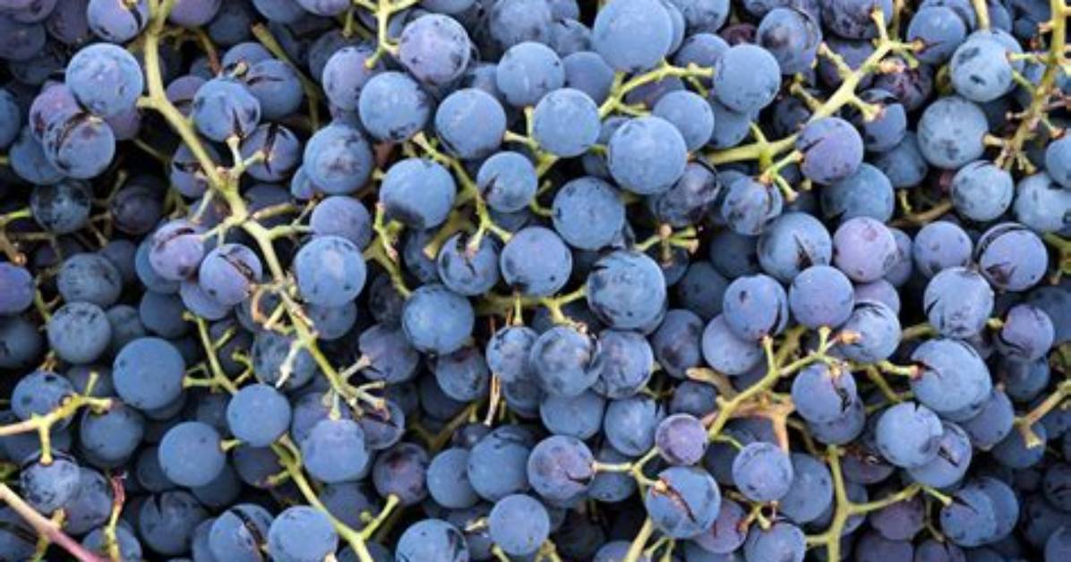 Concord Grapes Taste