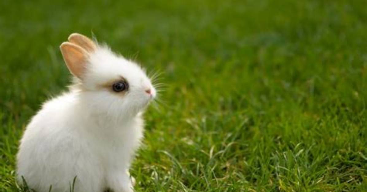 Conejo