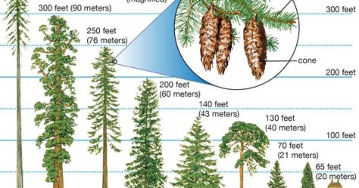 Conifer Tree Height - How to Discuss