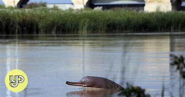 Conservationist Battle to Save Indus Dolphin and Black Spotted Turtle - Yp