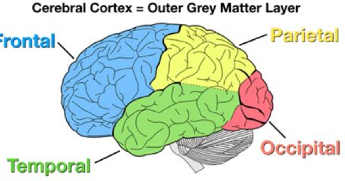 Cortex Definition - How to Discuss