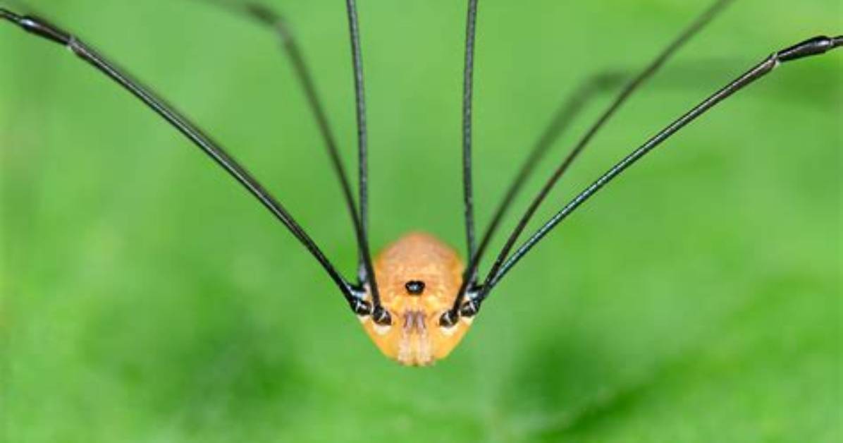 Could a Daddy Long Legs Kill You?