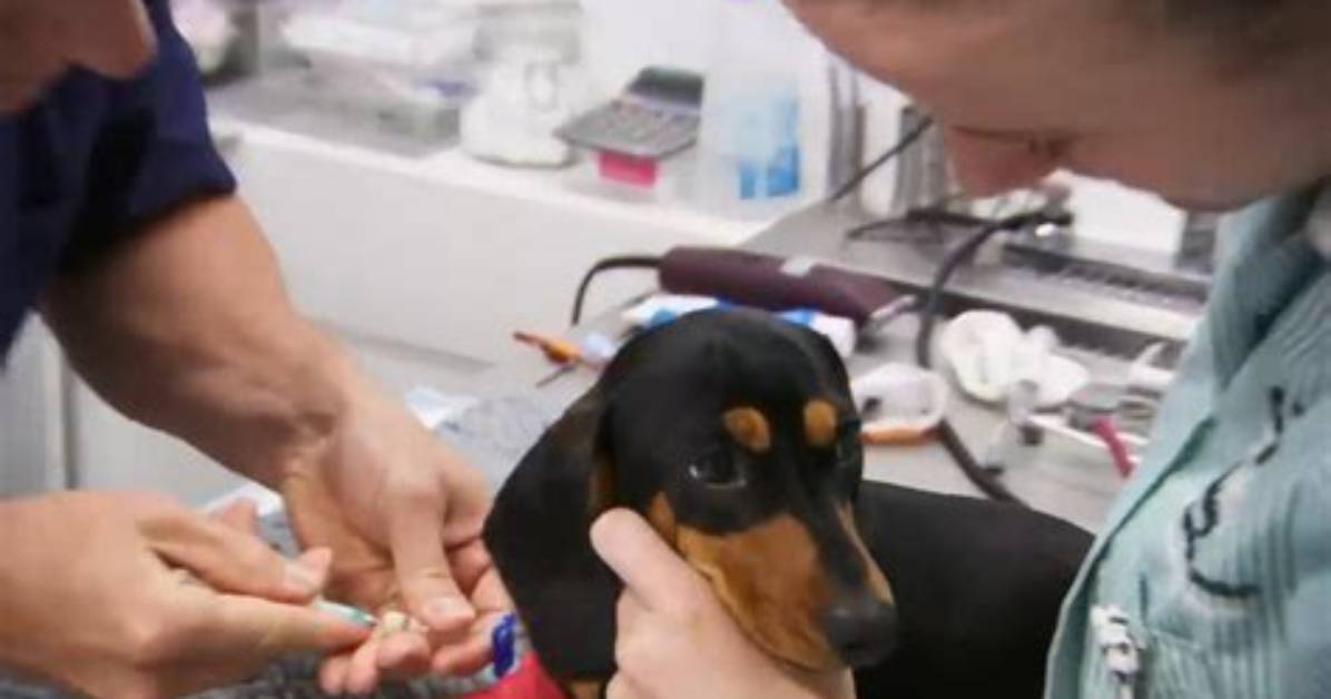Could a Puppy Swallowed a Key?
