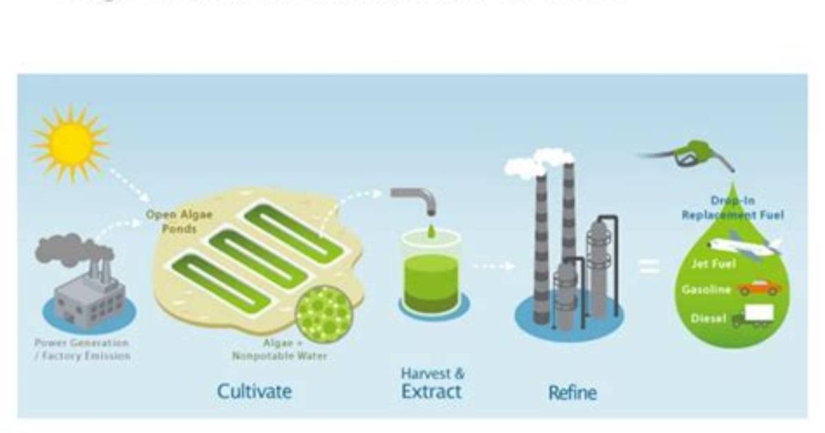 Could Algae Be Our Next Biofuel?