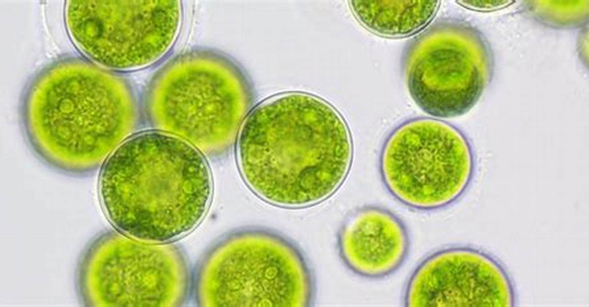 Could Algae Be the Solution?