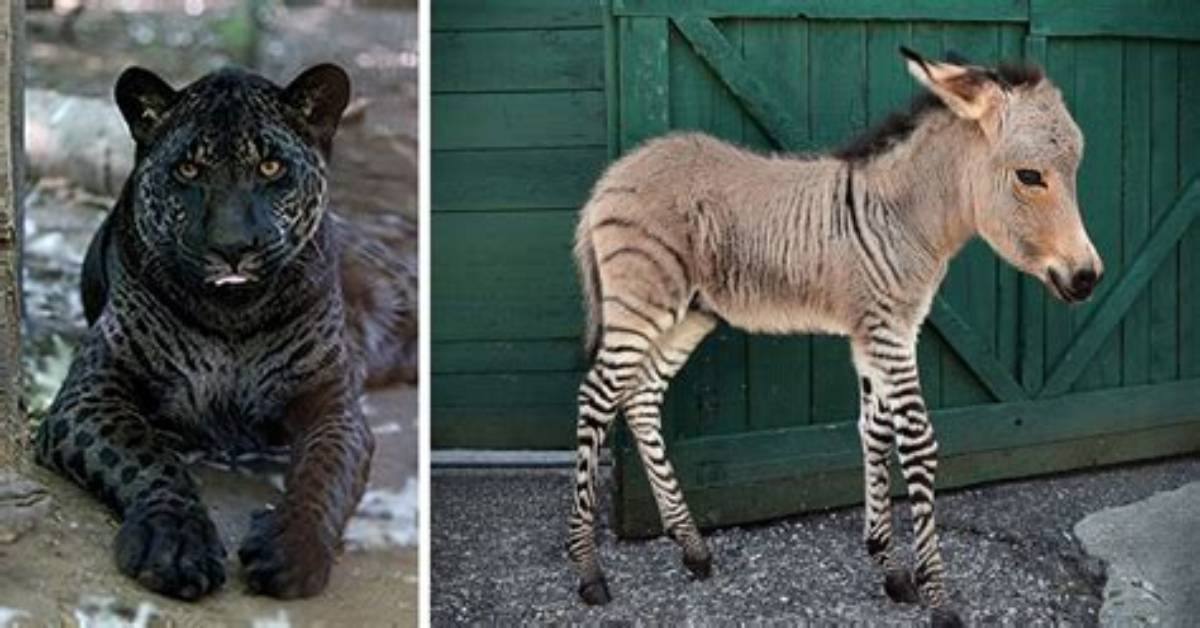 Could Animals Cross Breed?