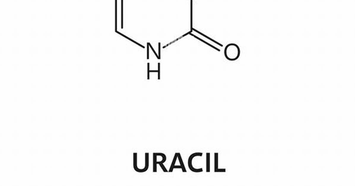 Could Contain the Base Uracil?