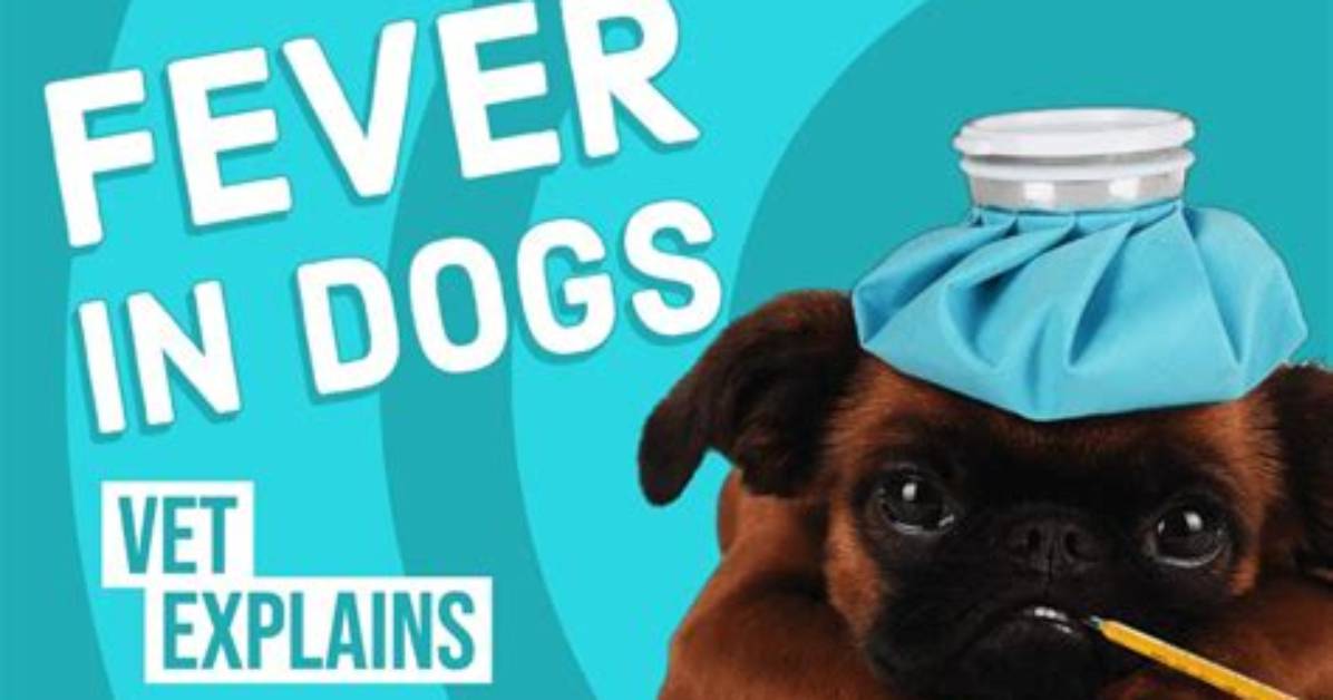 Could Dogs Get Fevers?