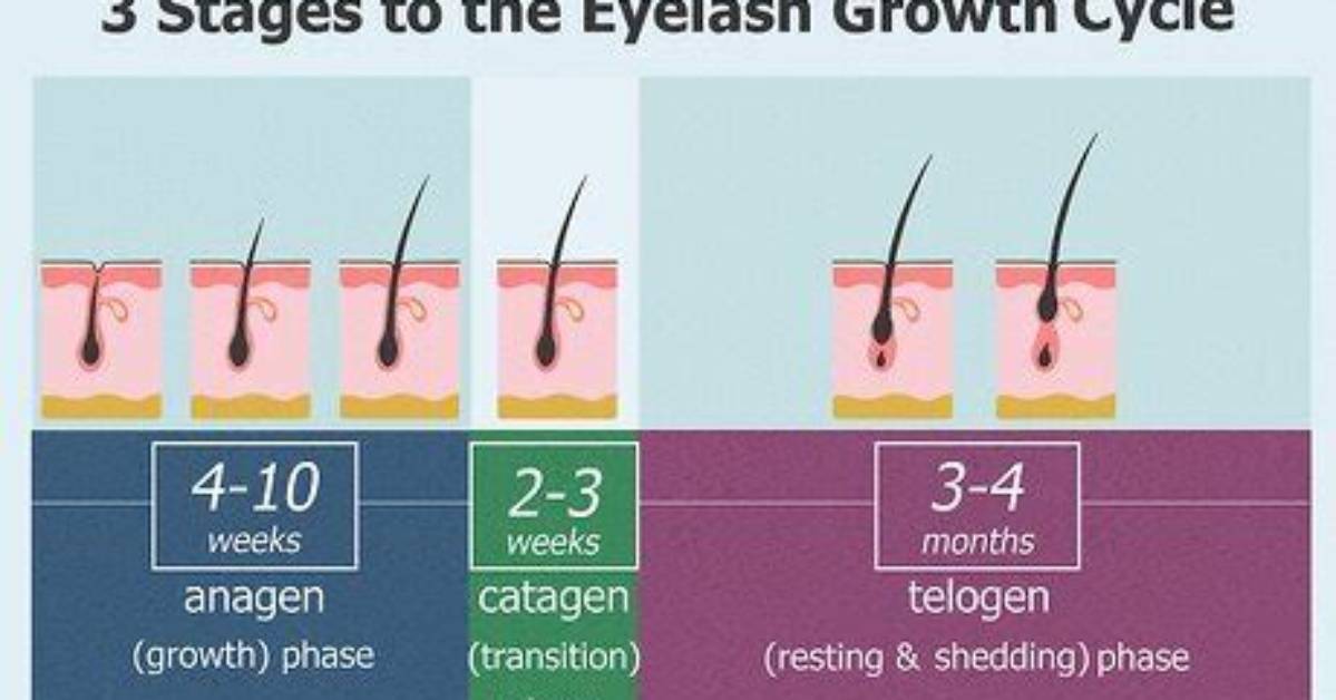 Could Eyelashes Grow Back?