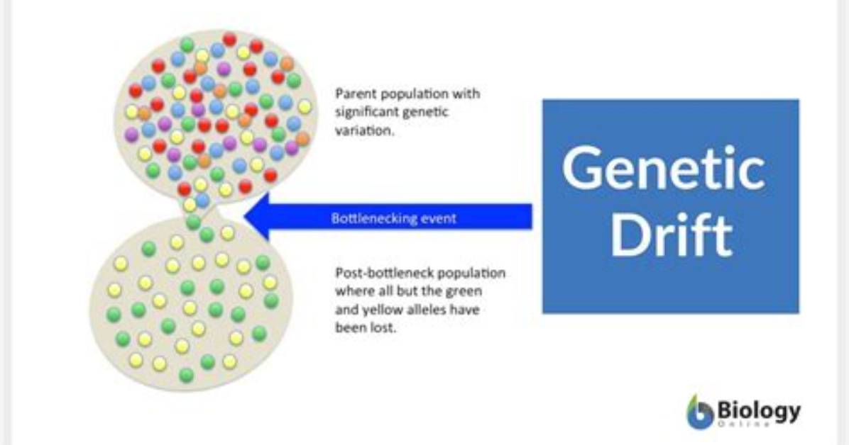 Could Genetic Drift Eventually Lead to?