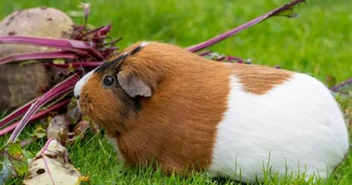 Could Guinea Pigs Eat Beetroot?