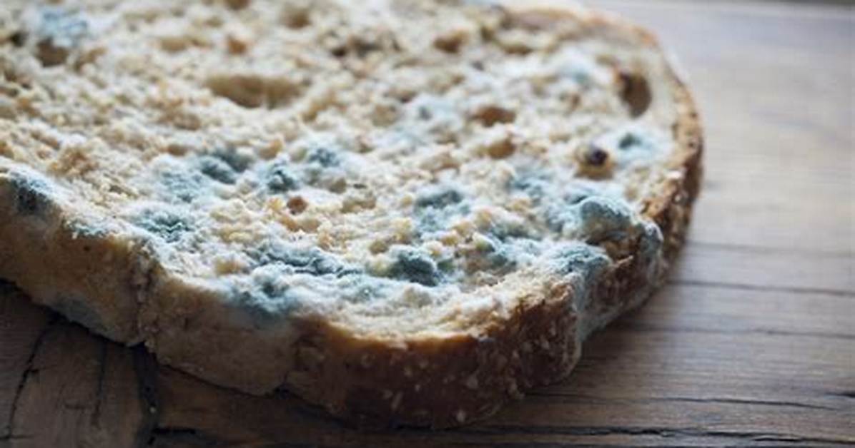 Could Moldy Bread Kill You?