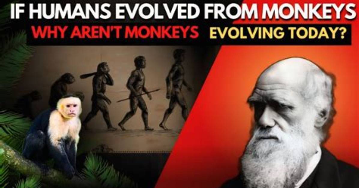 Could Monkeys Evolve into Humans?