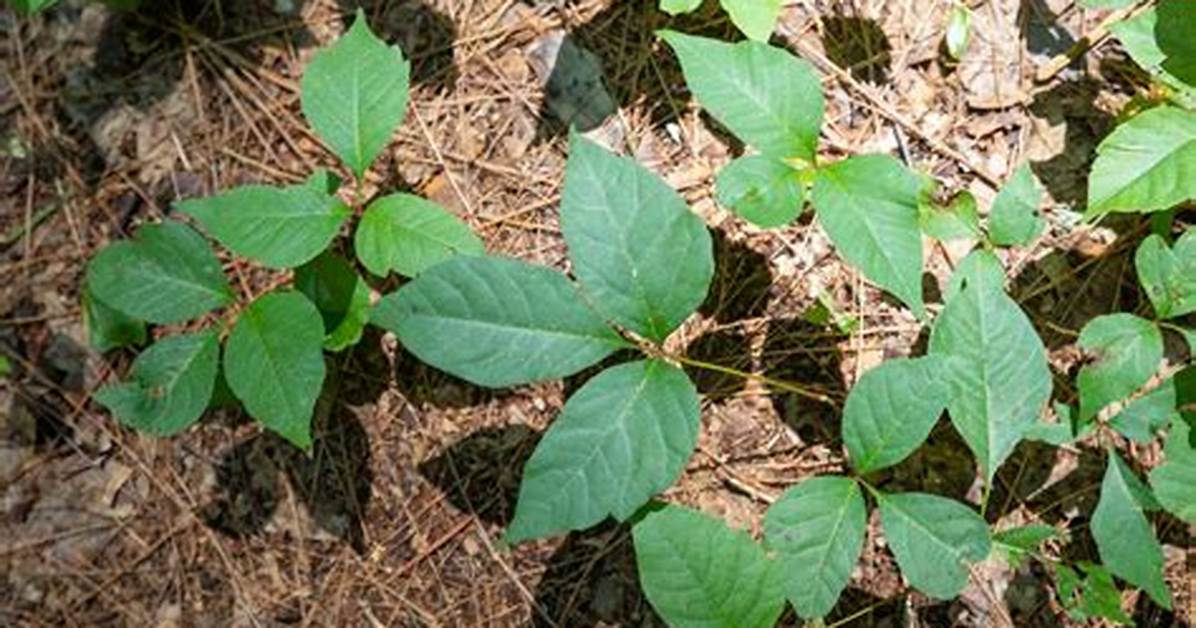 Could Poison Ivy Spread?