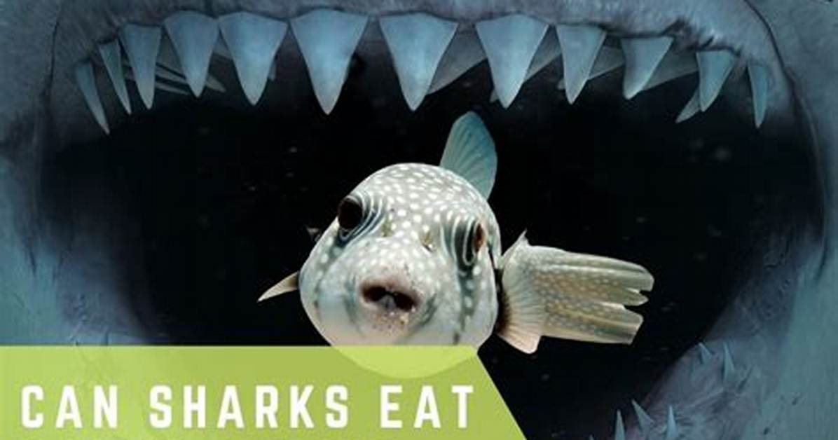 Could Puffer Fish Kill Sharks?