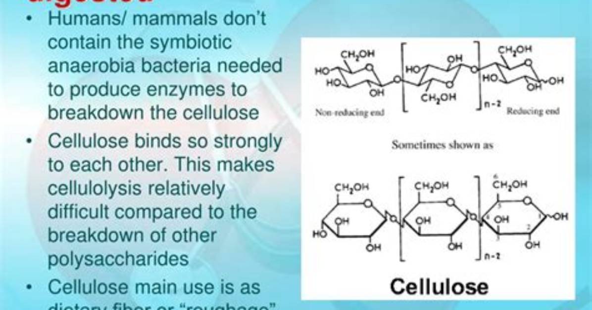 Could We Digest Cellulose?