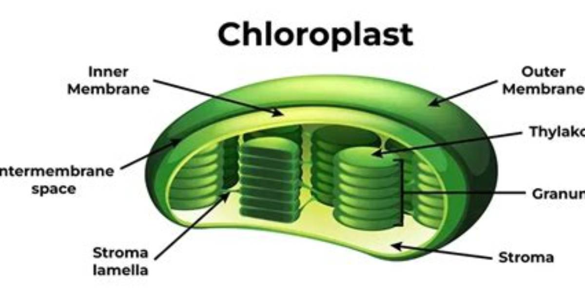 Could We Live Without Chloroplasts?