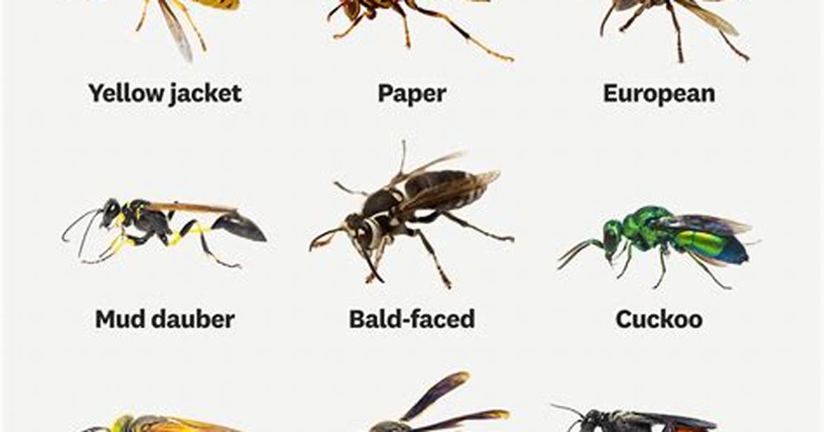 Could We Live Without Wasps?
