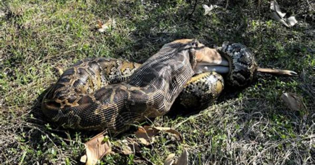 Craftsmen Seek Profit in Everglades Python Boom