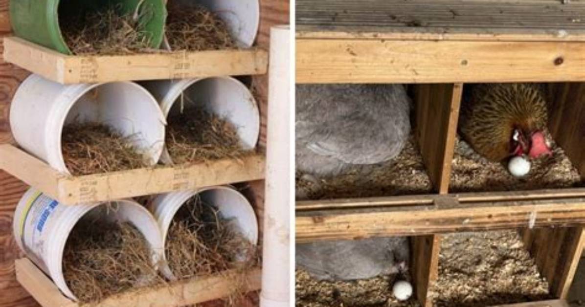 Creative Chicken Nesting Boxes - Chicken Nesting Boxes Ideas