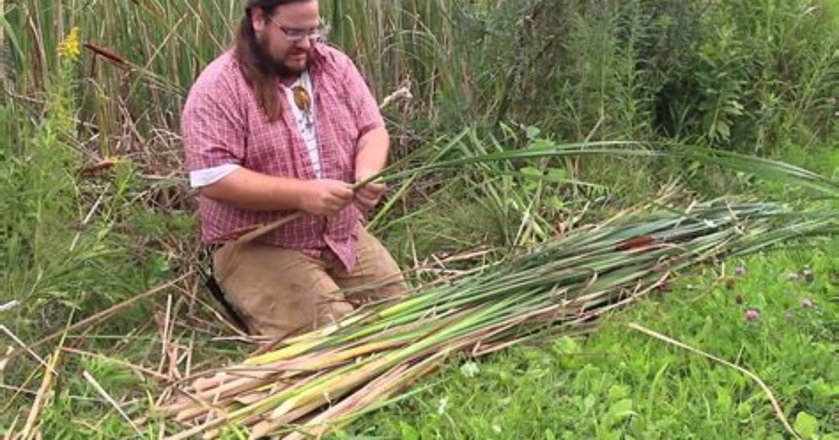 Cutting Cattails Illegal