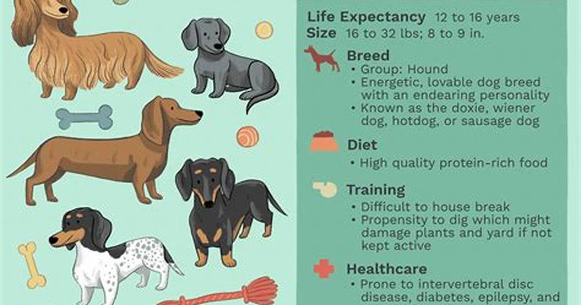 Dachshunds: Facts, Temperament, Characteristics, Size