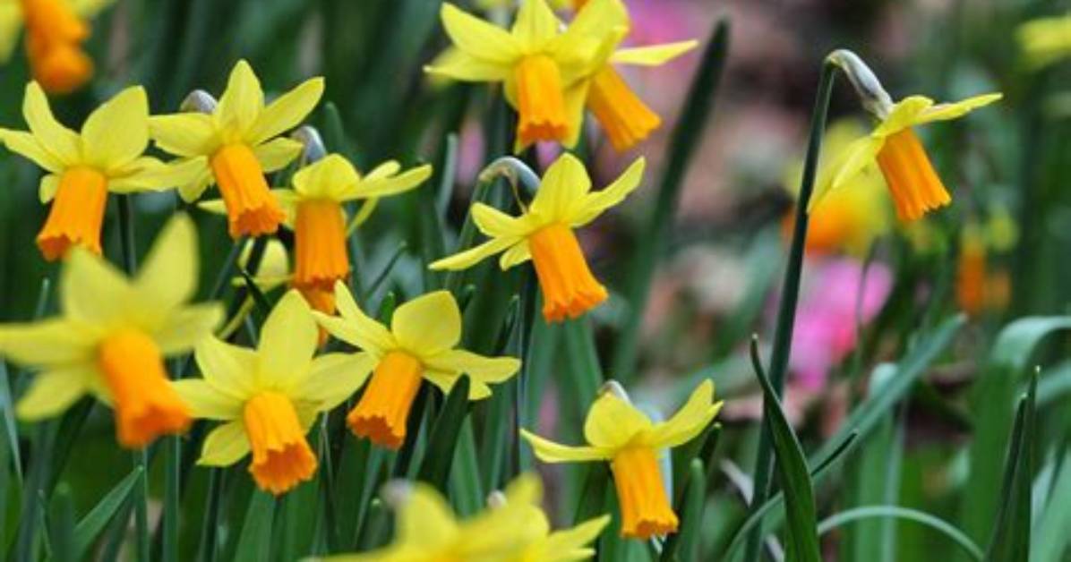 Daffodil Plants - Spring Daffodils