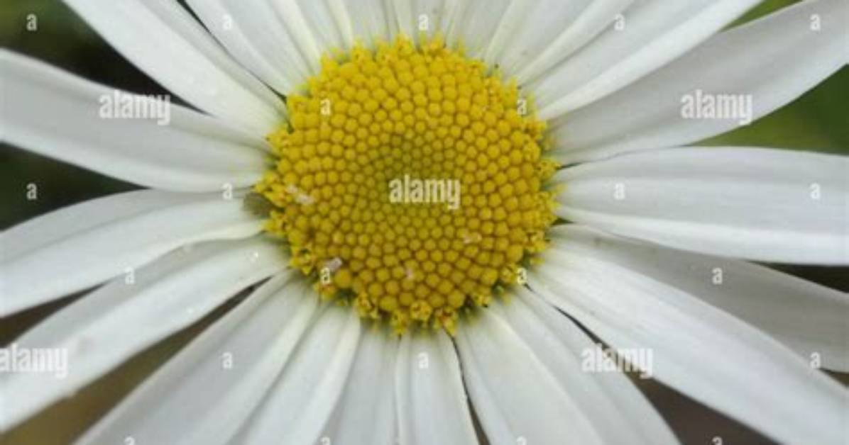 Daisy Head