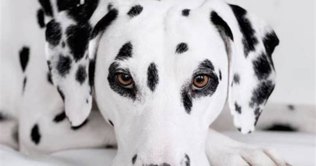 Dalmata Net Worth