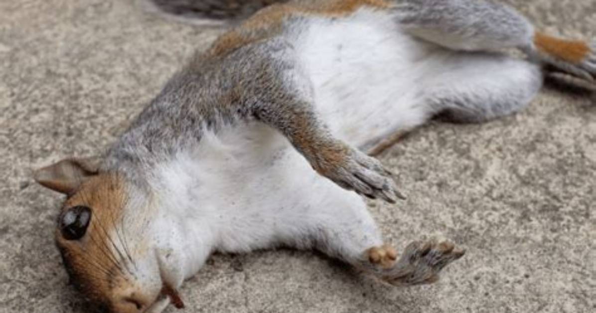 Dead Squirrel Net Worth