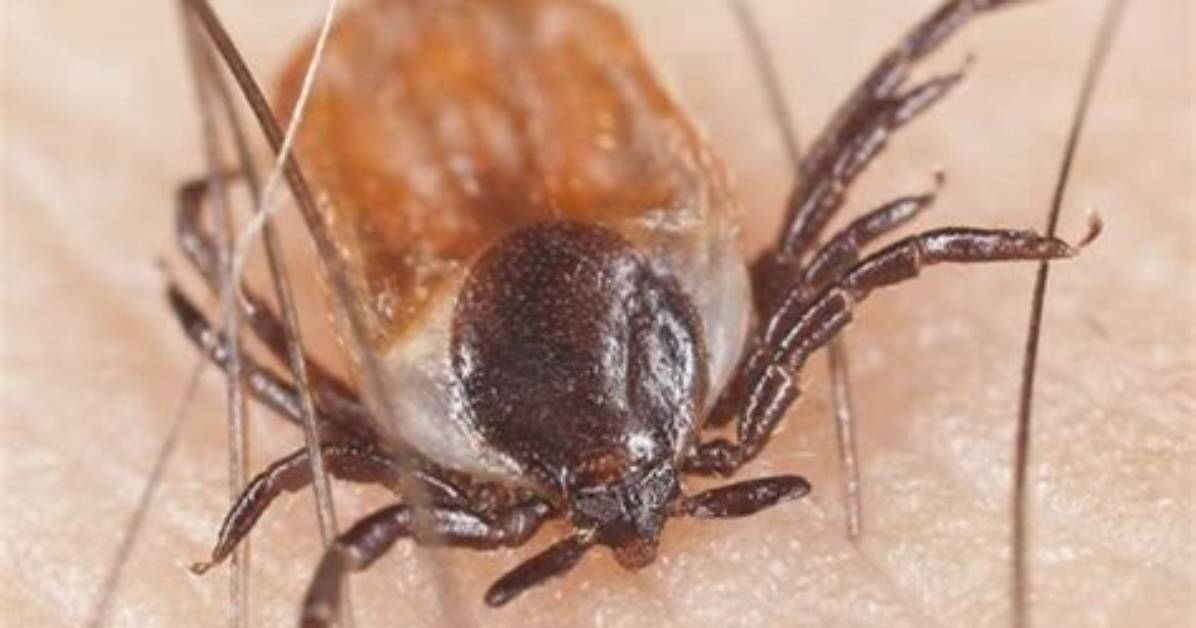 Definitions of Feather Tick - Onelook