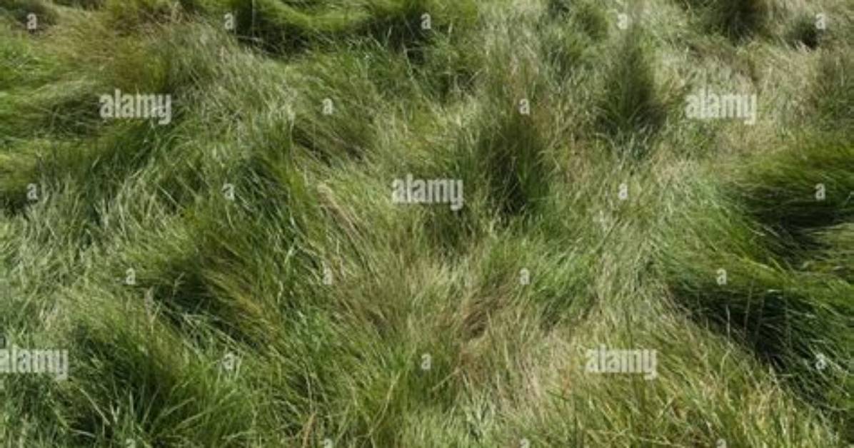 Definitions of Trodden Grass - Onelook