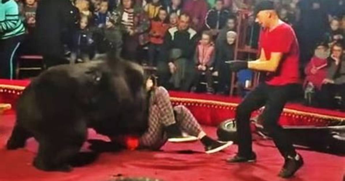 'Depressed' Circus Bear Attacks Trainer in Front of Terrified Audience