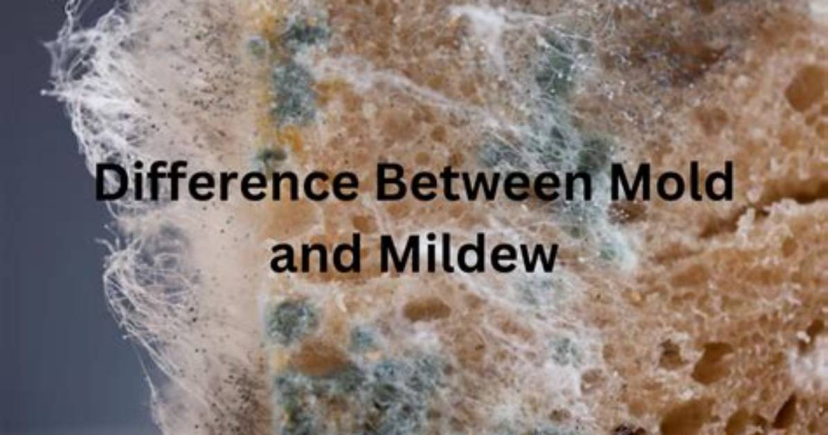 Describe How a Mold Is Related to a Cast