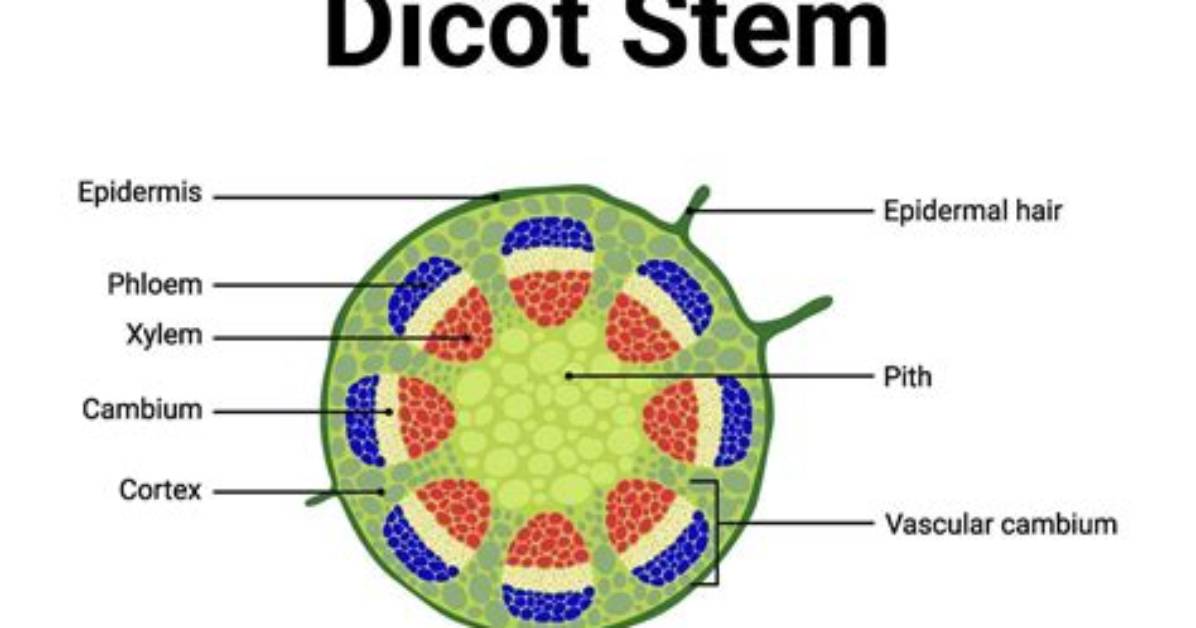 Dicot Stem Cross Section Quiz