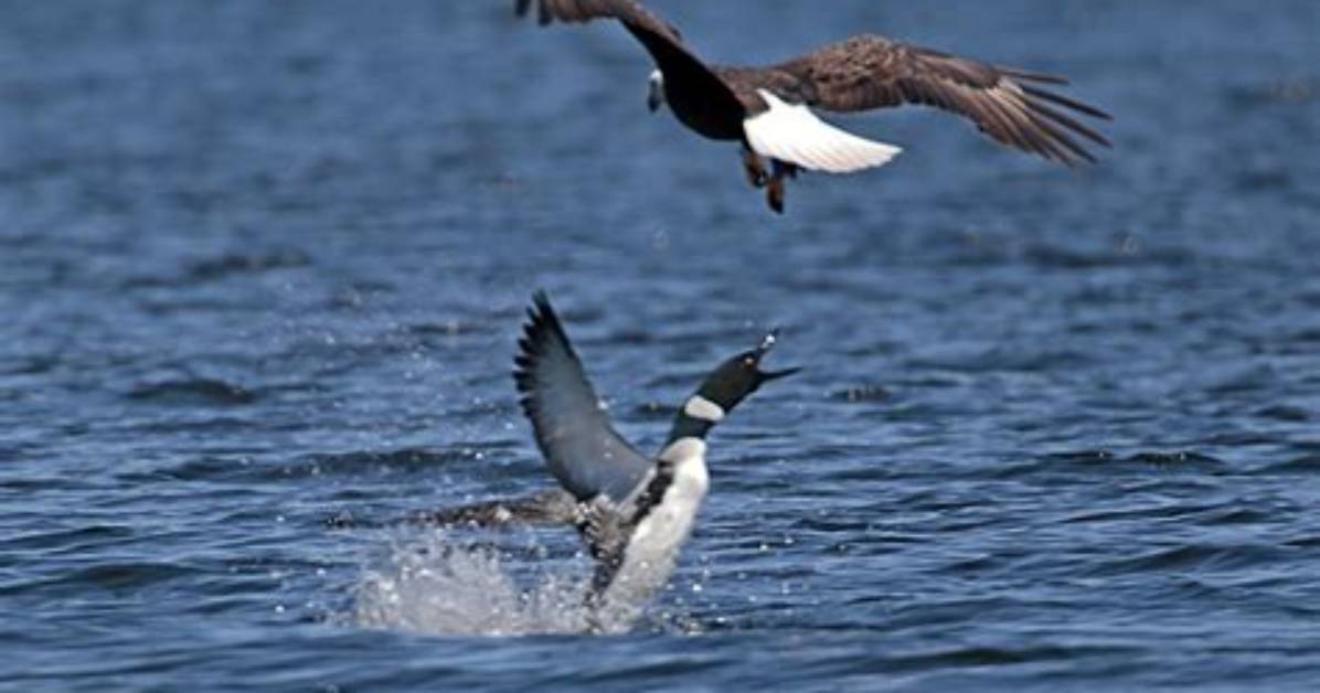 Did a Loon Kill an Eagle?
