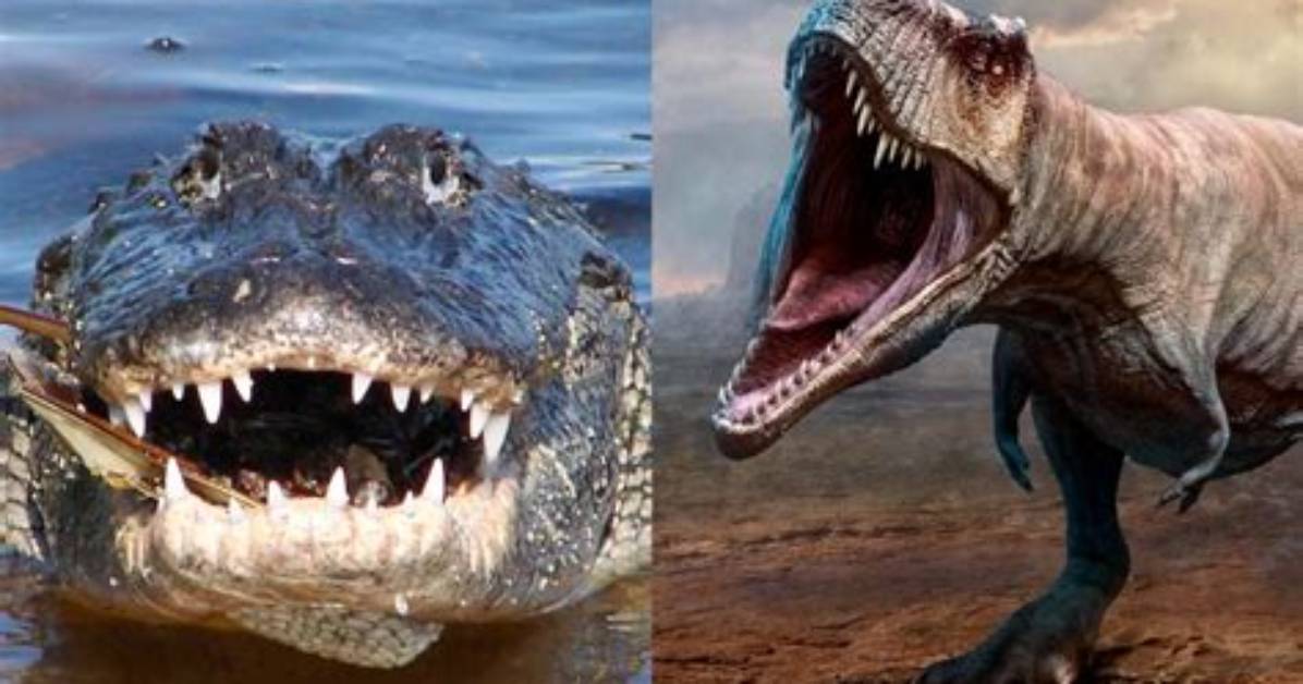 Did Alligators Evolve from Dinosaurs?